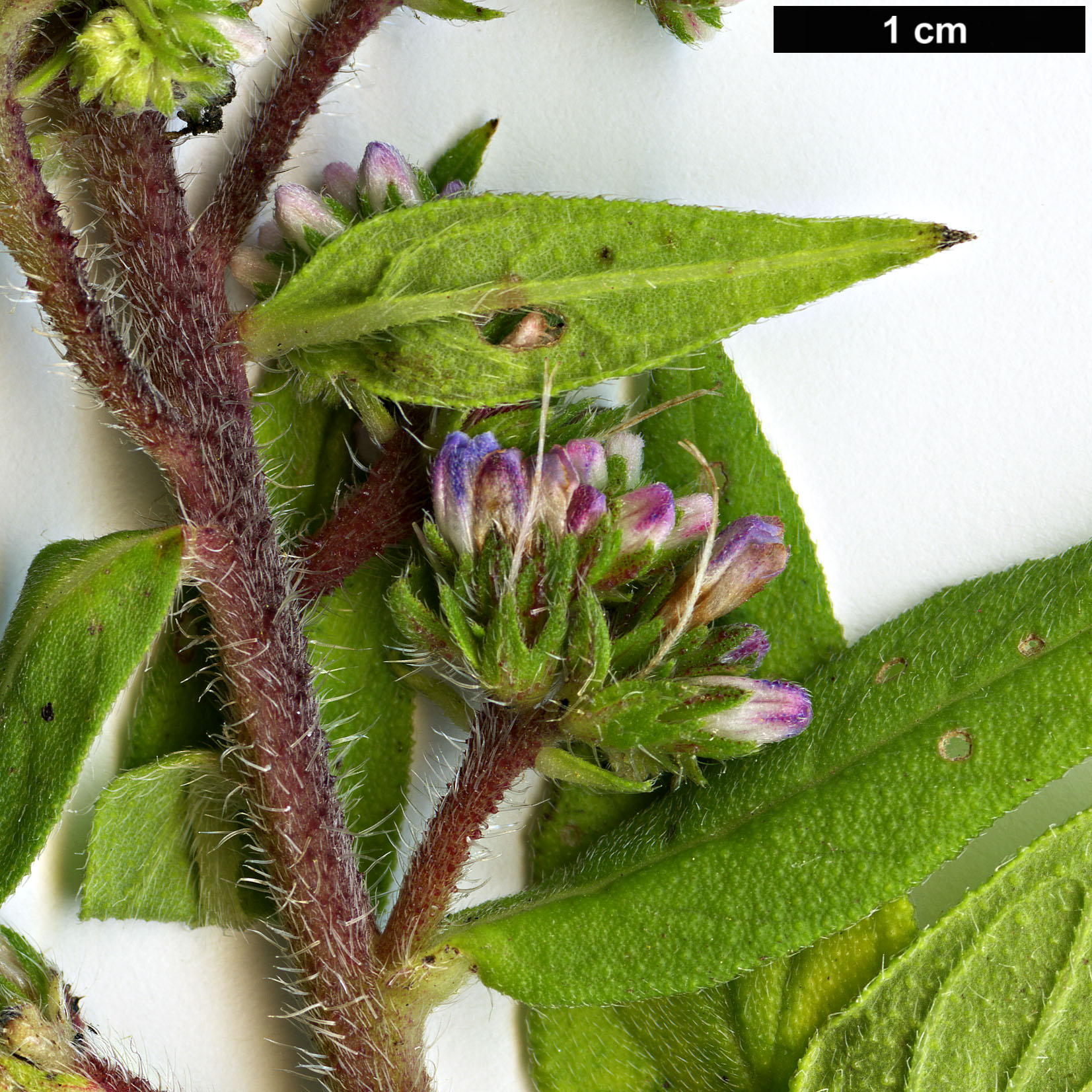 High resolution image: Family: Boraginaceae - Genus: Echium - Taxon: strictum - SpeciesSub: subsp. exasperatum